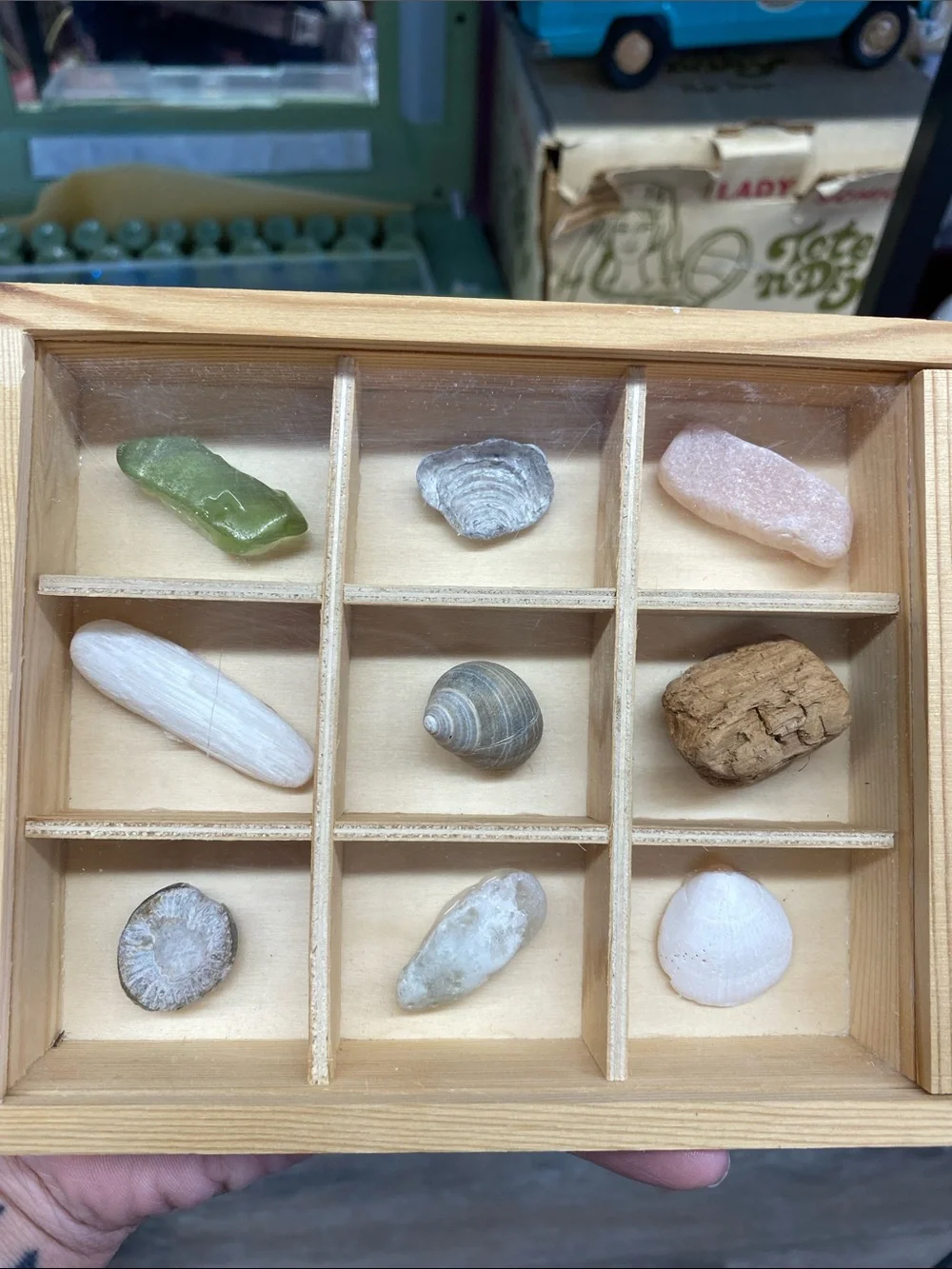 Wooden Compartment Organizer with Fossils, shells, sea glass,Box in Natural Wood